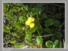 Viola maculata