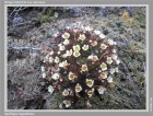 Saxifraga magellanica