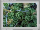 Saxifraga magellanica