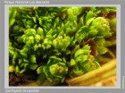 Saxifragella bicuspidata