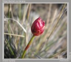 Armeria maritima