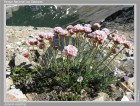 Armeria maritima