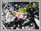 Scutellaria nummulariifolia