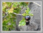 Ribes cucullatum