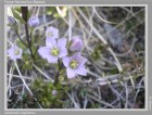 Gentianella magellanica