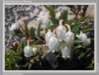 Gaultheria mucronata