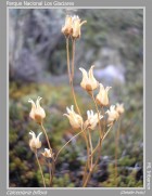 Calceolaria biflora