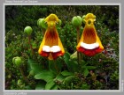 Calceolaria uniflora