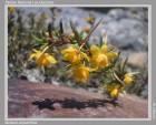 Berberis empetrifolia