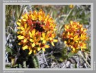 Quinchamalium chilense