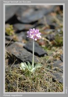 Primula magellanica