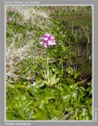 Primula magellanica