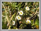 Euphrasia antarctica