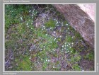 Ourisia fuegiana