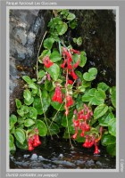 Ourisia ruelloides
