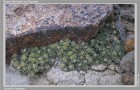 Azorella fuegiana