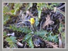 Taraxacum gilliesii