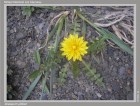 Taraxacum gilliesii