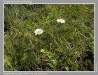 Symphyotrichum glabrifolium