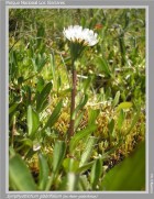 Symphyotrichum glabrifolium