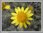 Senecio argyreus