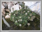 Nassauvia magellanica