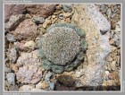 Nassauvia lagascae