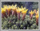 Nardophyllum bryoides