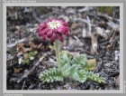 Leucheria purpurea