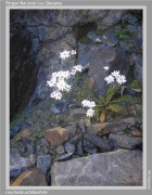 Leucheria achillaeifolia