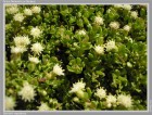 Baccharis magellanica