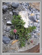 Baccharis nivalis