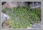 Abrotanella linearifolia