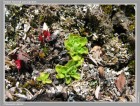 Ourisia fuegiana