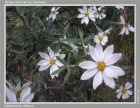 Chiliotrichum diffusum