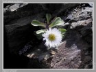 Erigeron schnackii