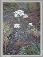 Achillea millefolium