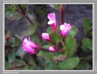 Epilobium australe