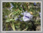 Vicia bijuga