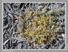 Astragalus palenae
