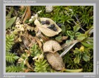 Astragalus nivicola