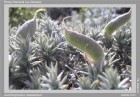 Anarthrophyllum desideratum