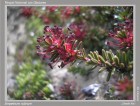 Empetrum rubrum