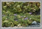 Lathyrus magellanicus