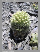 Moschopsis trilobata