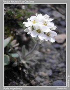 Draba magellanica