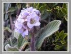 Phacelia secunda