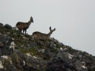 Hippocamelus antisensis