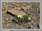 Anemone multifida