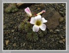 Oxalis loricata